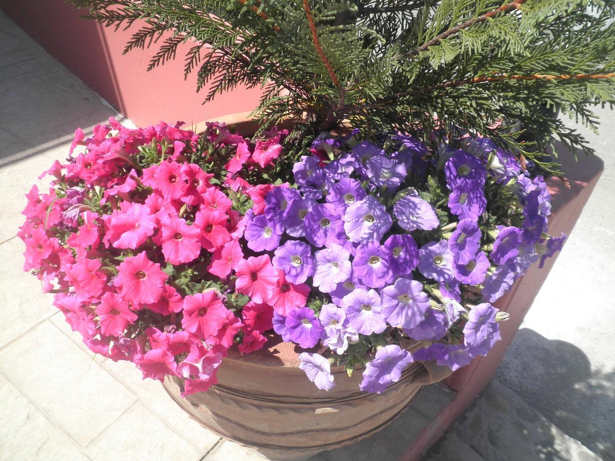 Haridimos Aparthotel 2*